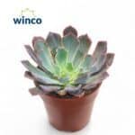 Sukulent Echeveria Neonbreaker roślina do terrarium dla gadów pustynnych - obrazek 2