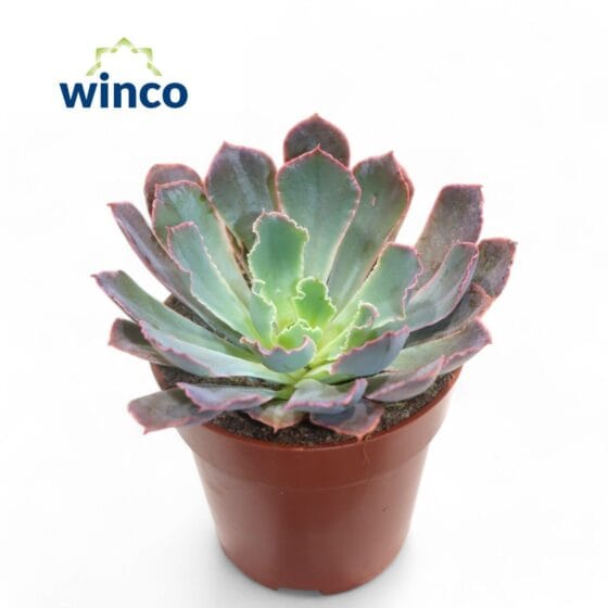Sukulent Echeveria Neonbreaker roślina do terrarium dla gadów pustynnych - obrazek 2