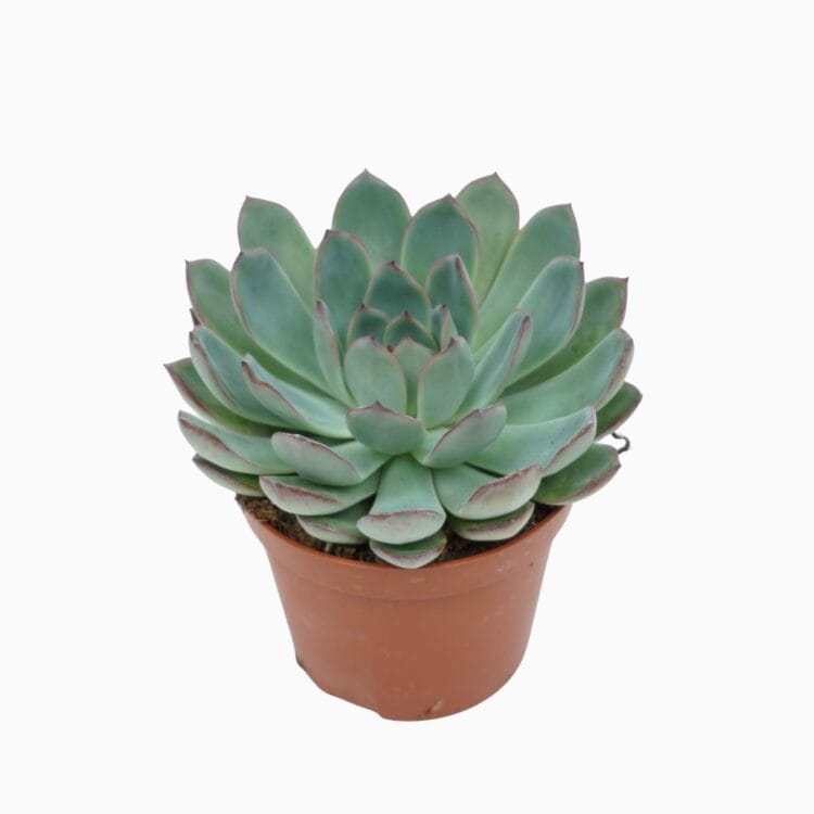 Sukulent Echeveria 'Apus' roślina do terrarium dla gadów pustynnych