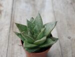 Sukulent Gasteria 'D Tiga roślina do terrarium dla gadów pustynnych - obrazek 2