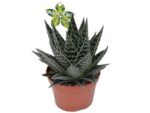 Sukulent Aloe 'Tiki Tahi' roślina do terrarium dla gadów pustynnych