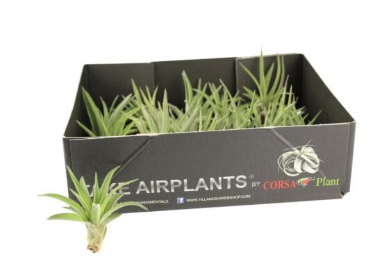 Tillandsia abdita rood/groen - obrazek 3