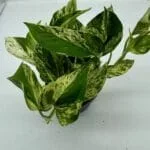 Epipremnum Scindapsus Marble Queen roślina do terrariów tropikalnych dla gadów - obrazek 4