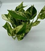 Epipremnum Scindapsus Marble Queen roślina do terrariów tropikalnych dla gadów - obrazek 4