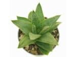 Sukulent Gasteria 'D Tiga roślina do terrarium dla gadów pustynnych - obrazek 4