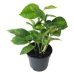 Epipremnum Scindapsus Global Green roślina do terrariów tropikalnych dla gadów