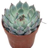 Sukulent Echeveria Lindsyana roślina do terrarium dla gadów pustynnych