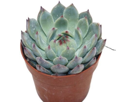 Sukulent Echeveria Lindsyana roślina do terrarium dla gadów pustynnych
