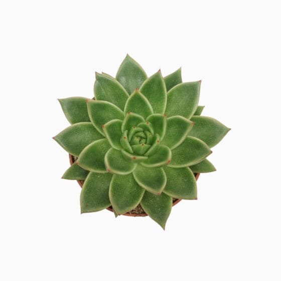 Sukulent Echeveria agavoides roślina do terrarium dla gadów pustynnych - obrazek 2