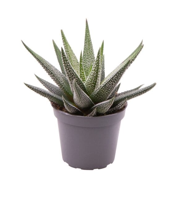 Sukulent Haworthia Concolor roślina do terrarium dla gadów pustynnych