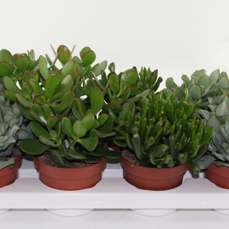 Sukulent Crassula mix rośliny do terrarium 3sztuki
