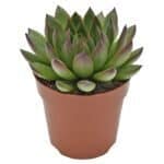 Sukulent Echeveria agavoides Ami-Fiesta roślina do terrarium dla gadów pustynnych