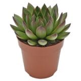 Sukulent Echeveria agavoides Ami-Fiesta roślina do terrarium dla gadów pustynnych