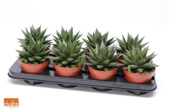 Sukulent Gasteria Flow do terrarium dla gadów pustynnych - obrazek 2