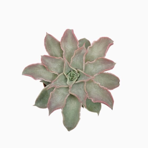 Sukulent Echeveria maradiba roślina do terrarium dla gadów pustynnych - obrazek 2