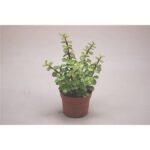 Sukulent Portulacaria Afra roślina do terrarium dla gadów pustynnych - obrazek 3