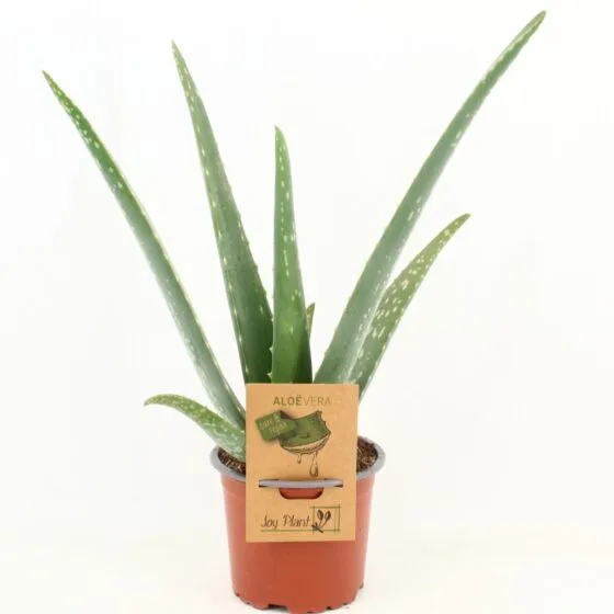 Sukulent Aloe Vera roślina do terrarium dla gadów pustynnych