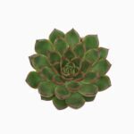 Sukulent Echeveria Skat roślina do terrarium dla gadów pustynnych - obrazek 2