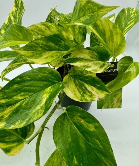 Epipremnum pinn NJoy Gold Queen roślina do terrariów tropikalnych dla gadów - obrazek 3