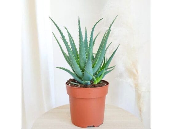 Sukulent Aloe Arborescens roślina do terrarium dla gadów pustynnych
