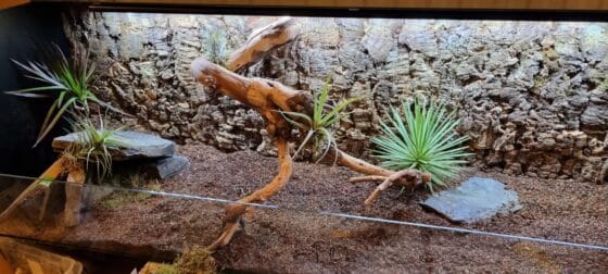 Sukulent Gasteria Flow do terrarium dla gadów pustynnych - obrazek 3
