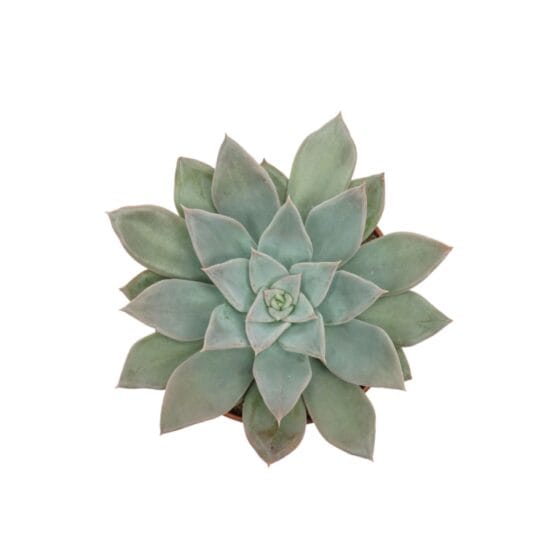 Sukulent Echeveria Silver queen roślina do terrarium dla gadów pustynnych - obrazek 2
