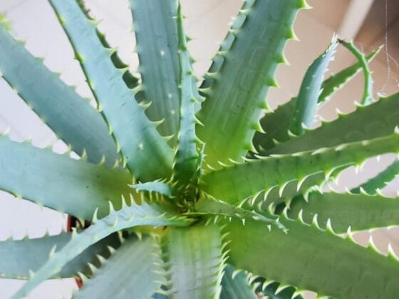 Sukulent Aloe Arborescens roślina do terrarium dla gadów pustynnych - obrazek 4