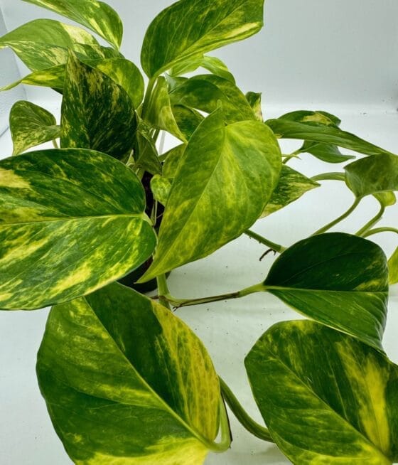 Epipremnum pinn NJoy Gold Queen roślina do terrariów tropikalnych dla gadów - obrazek 2
