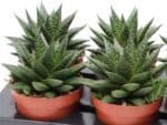 Sukulent Gasteria Flow do terrarium dla gadów pustynnych