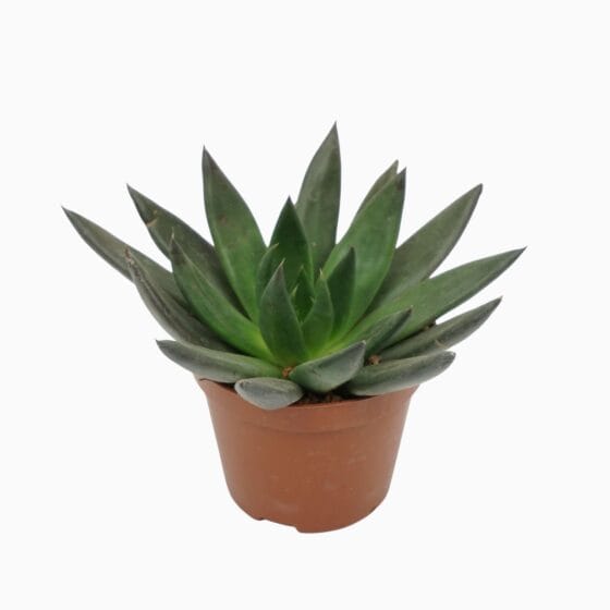 Sukulent Echeveria affinis roślina do terrarium dla gadów pustynnych