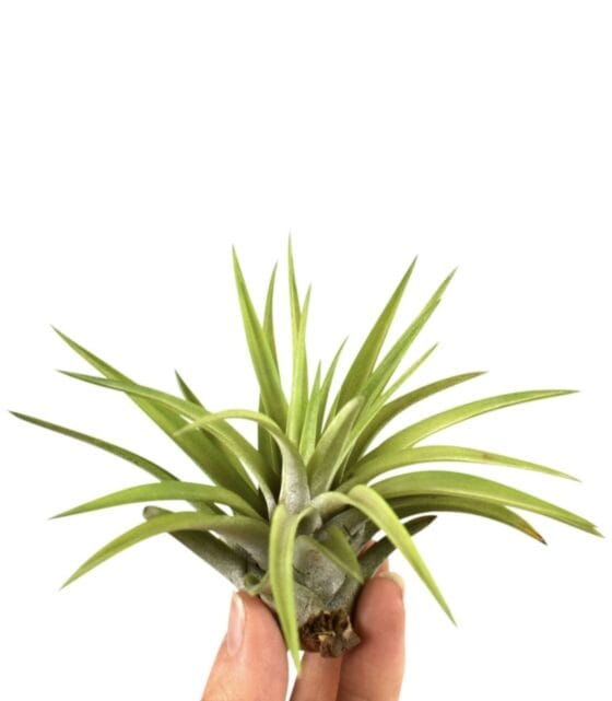 Tillandsia abdita rood/groen