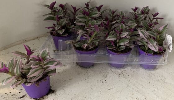 Tradescantia albiflora 'Nanouk' Trzykrotka dla gadów i owadów