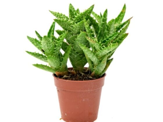 Sukulent Aloe squarrosa roślina do terrarium dla gadów pustynnych