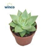 Sukulent agave Ebony Echeveria roślina do terrarium dla gadów pustynnych - obrazek 2
