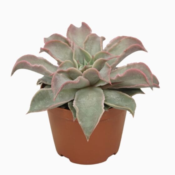 Sukulent Echeveria maradiba roślina do terrarium dla gadów pustynnych