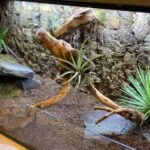Sukulent Portulacaria Afra roślina do terrarium dla gadów pustynnych - obrazek 4