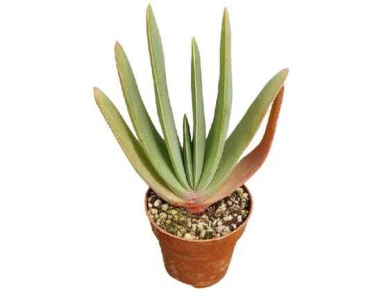 Sukulent Aloe Digitoma roślina do terrarium dla gadów pustynnych