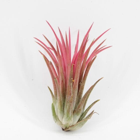 Oplątwa Tillandsia Ionantha Mix 3 kolory - obrazek 2