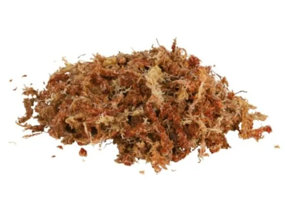 Terrarienmoos Mech do terrarium (Hypnum) 100g - obrazek 2