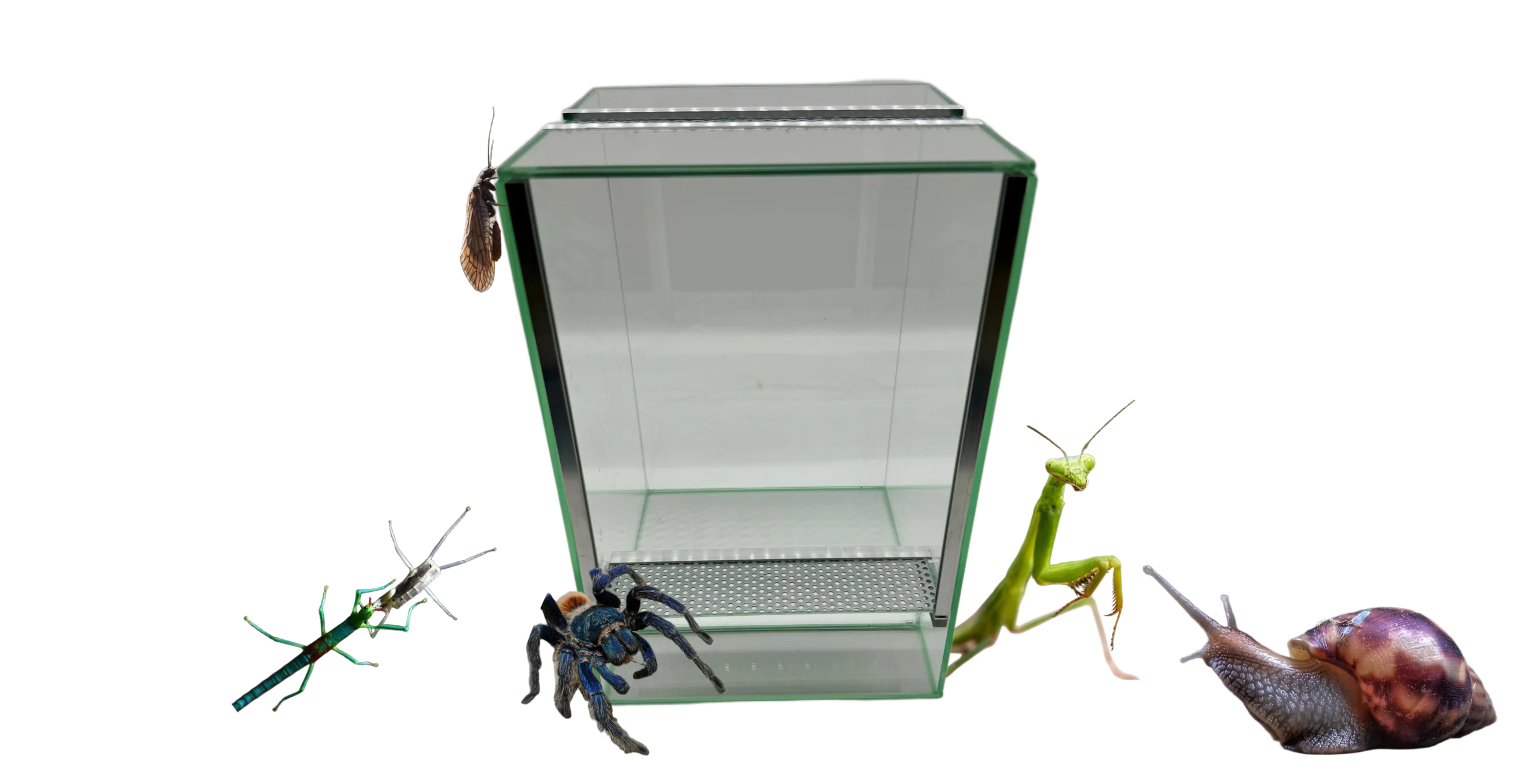 terrarium z gilotyną