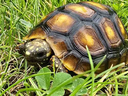 Popularne żółwie lądowe