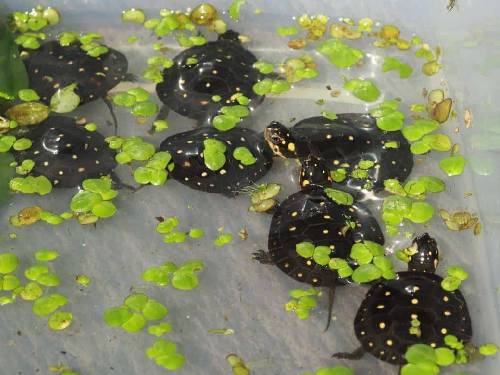 Żółw plamisty (Clemmys guttata) babys w wodzie wiele