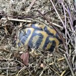 błędy podczas hibernacji żółwia