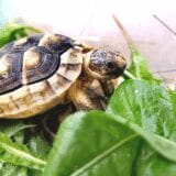 Żółw obrzeżony testudo marginata z 2024r.