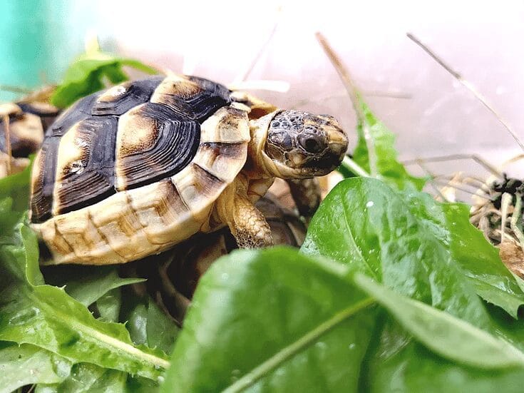 Żółw obrzeżony testudo marginata z 2024r.