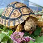 Żółw lamparci Stigmochelys pardalis z 2025r.