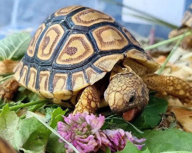 Żółw lamparci Stigmochelys pardalis z 2025r.