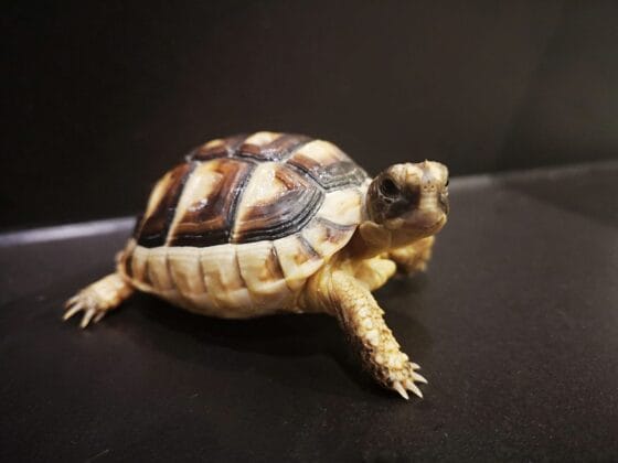 Żółw obrzeżony testudo marginata z 2024r. - obrazek 3