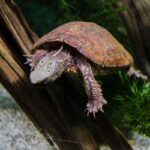 Żółw czterooki (Sacalia quadriocellata)