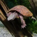 Żółw czterooki (Sacalia quadriocellata)